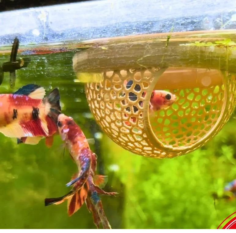 # Floating Fish Rest Area
