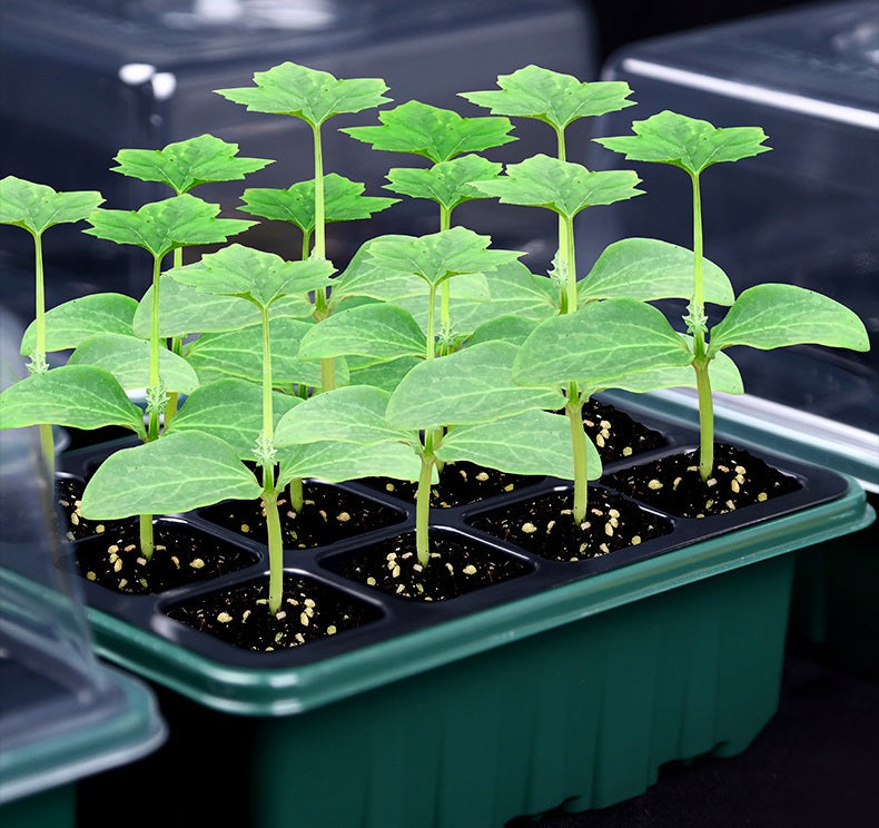 12-Cell Seedling Pot
