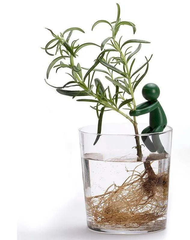 # Hydroponic Plant Fixing and Ornament