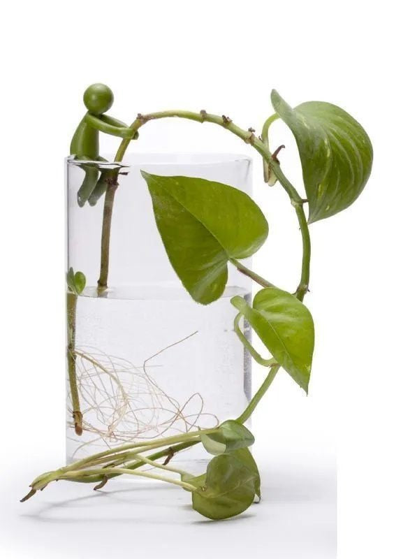 # Hydroponic Plant Fixing and Ornament