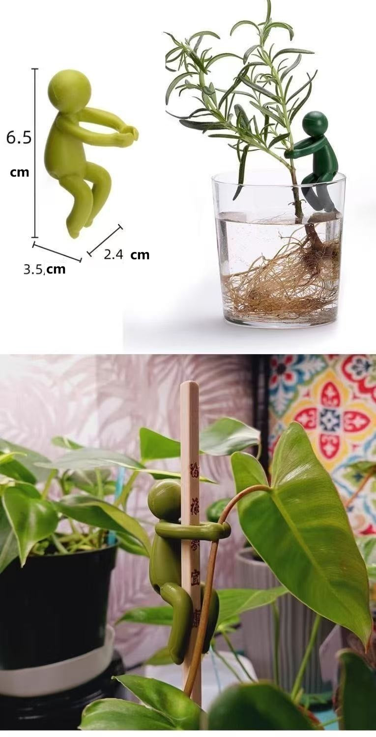 # Hydroponic Plant Fixing and Ornament