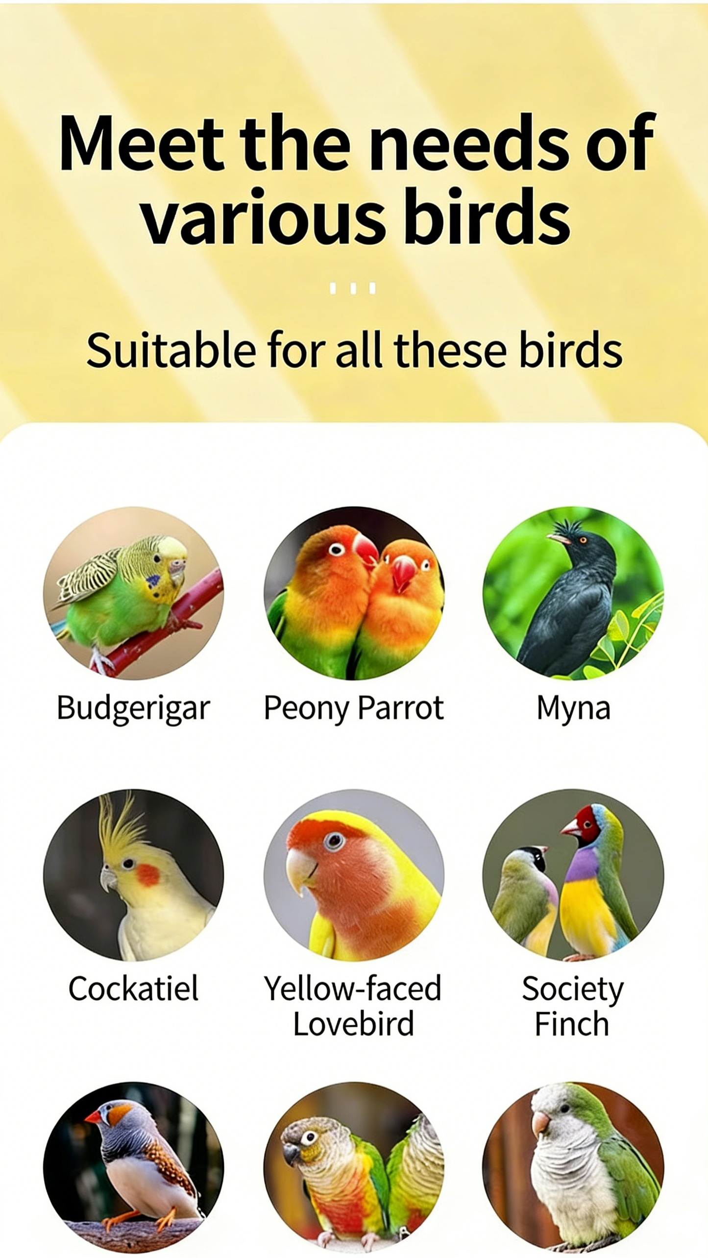 Automatic Parrot Feeder